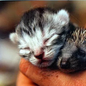 A kitten and a hedgehog who are both being suckled by a cat