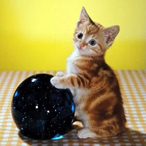 A kitten with its paws on a crystal ball circa 1960