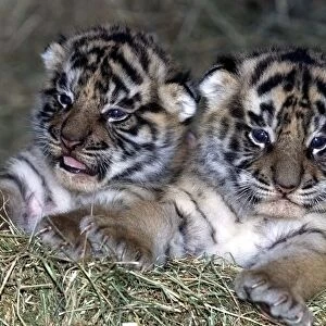The two month old tiger cubs at the West Midland Safari Park, Bewdley. 1999
