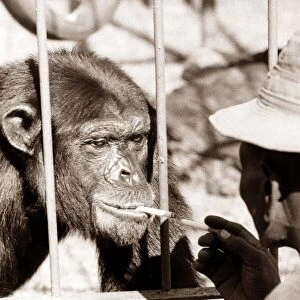 a woman gives this chimpanzee a light circa 1980