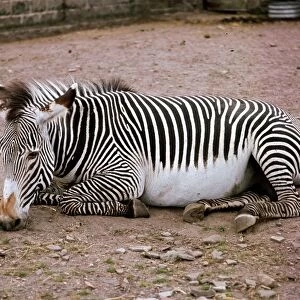 A Zebra at Chester Zoo Circa 1990