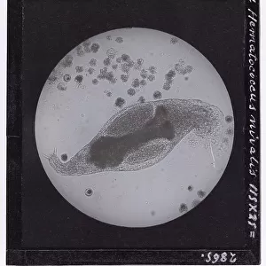 Hydatina scrita and Hematococcus nivalis protozoa enlarged under a microscope
