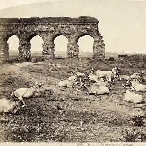 Oxen to pasture; in the background ruins of a Roman aqueduct