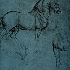 Study of a horse, drawing with a point of silver on blue paper, Leonardo da Vinci, Codex Windsor collection, Royal Library, Windsor