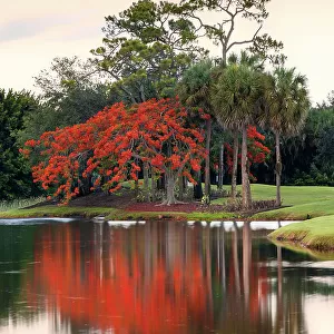 Royal Poinciana tree reflecting over lake