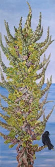 Puya chilensis (Chilli), 1880s