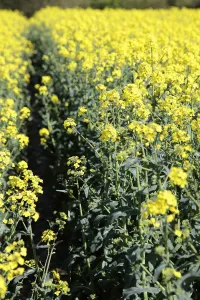 Agriculture, Crops, Oilseed Rape Agriculture, Crops, Oilseed Rape