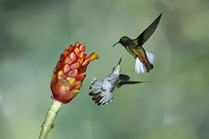 Black-bellied and Coppery-headed Emerald Hummingbirds face off in Costa Rica Black-bellied and Coppery-headed Emerald Hummingbirds face off in Costa Rica