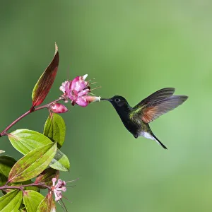 Black-bellied Hummingbird approaches a flower to feed in Costa Rica Black-bellied Hummingbird approaches a flower to feed in Costa Rica