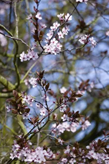 Spring Prints: Cherry