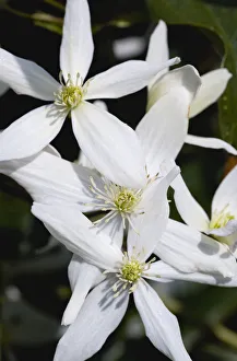 Clematis armandii, Armand clematis Clematis armandii, Armand clematis