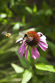 Echinacea Purpurea Pollen Prints: Echinacea