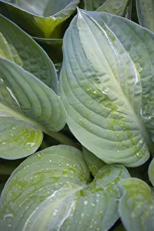 Hosta Striptease