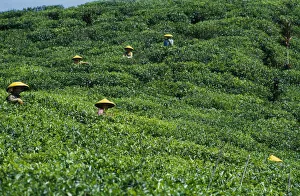 Industry Prints: INDONESIA Java Cukul Tea Estate