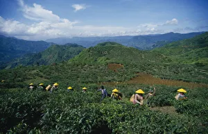 Industry Prints: INDONESIA Java Cukul Tea Estate