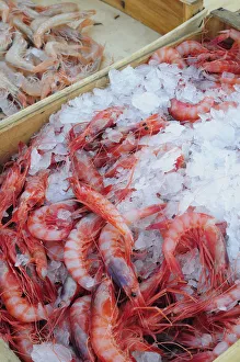 Italy, Liguria, Genoa, Porto Antico, Mediterranean gamberi rosso, red prawns Italy, Liguria, Genoa, Porto Antico, Mediterranean gamberi rosso, red prawns