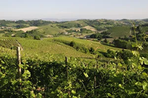 Italy, Piedmont, Monferrato region, vineyards & fields, San Damiano Italy, Piedmont, Monferrato region, vineyards & fields, San Damiano