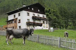 Italy, Trentino Alto Adige, Val Senales, cows & rural scene, Vernagt Italy, Trentino Alto Adige, Val Senales, cows & rural scene, Vernagt