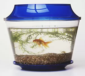 A Goldfish (Carassius auratus) in a small tank containing pebbles and plants, blue lid on top